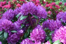 Baumschule Höfkes - Baumschulpark